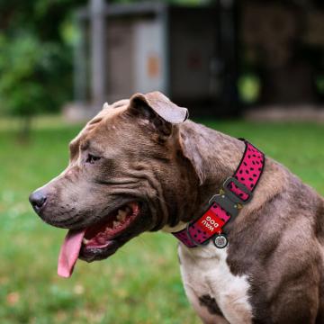 Изображение 2 - Collar WauDog Nylon кавун нейлоновий нашийник з металевою пряжкою