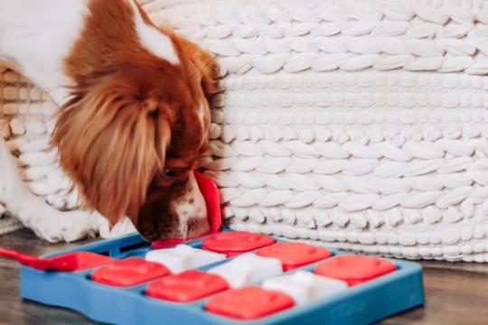 Изображение 3 - Petstages Nina Ottosson Dog Brick інтерактивна-іграшка