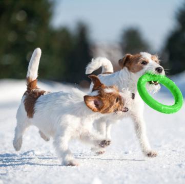 Изображение 2 - Pitchdog Кільце для Собак