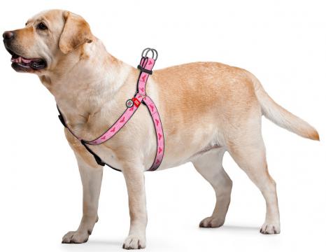 Изображение 2 - Collar WauDog Nylon Диво-жінка 1 нейлонова шлея