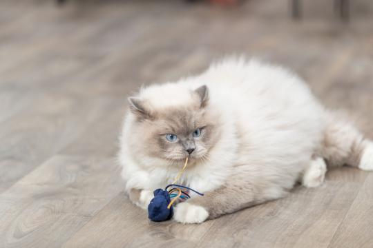 Изображение 2 - Trixie Marine Animals Іграшка для кота