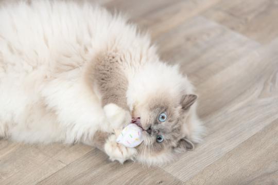 Изображение 6 - Trixie Плюшева іграшка для котів морозиво та кекс