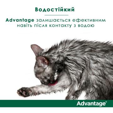 Изображение 3 - Bayer Advantage 40