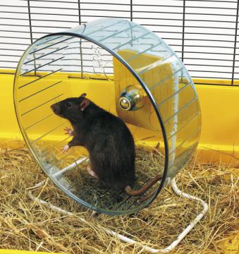 Изображение 1 - Savic Rolly GiantStand Колесо для щурів