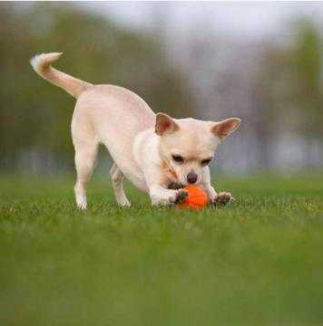 Изображение 2 - Liker м'яч для собак