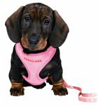 Trixie Puppy Soft Harness Шлейка с поводком Розовая