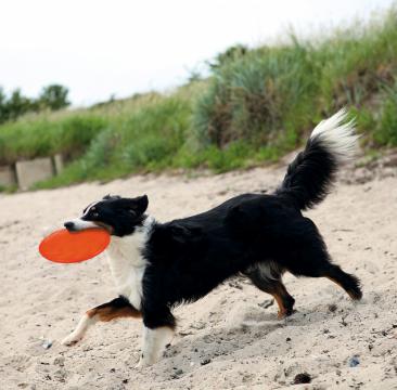 Изображение 4 - Trixie Dog Disc Диск для фризби