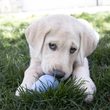 Изображение 3 - Kong Puppy игрушка