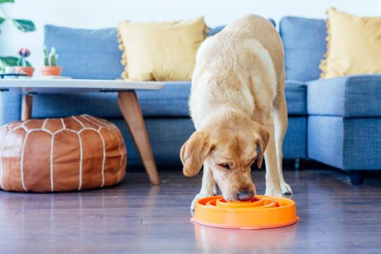 Изображение 2 - Outward Hound Fun Feeder Drop Миска-лабиринт для собак оранжевая