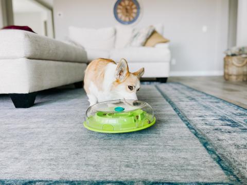 Изображение 4 - Petstages Nina Ottosson Wobble Bowl интерактивная-игрушка