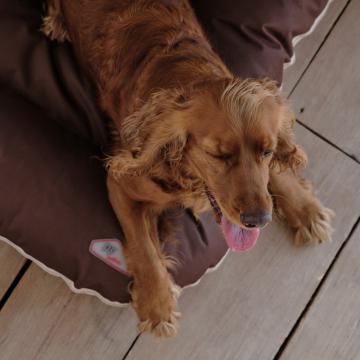 Изображение 5 - Pet Fashion Лежак Askold Коричнево-бежевый