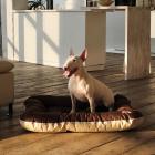 Pet Fashion Лежак Askold Коричнево-бежевый