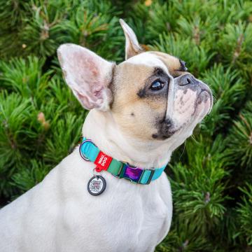 Изображение 2 - Collar WauDog Nylon Recycled c qr Паспортом Голубой