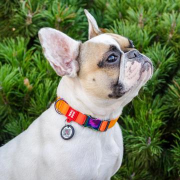 Изображение 2 - Collar WauDog Nylon Recycled c qr Паспортом Оранжевый