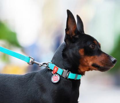 Изображение 3 - Collar WauDog Waterproof Флуоресцентный Ошейник с QR-Паспортом Метал
