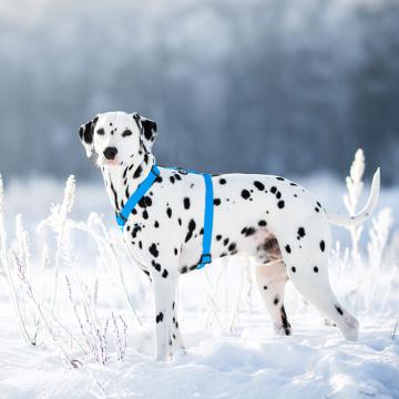 Изображение 2 - Collar Waudog Waterproof Шлея анатомическая Н-образная Блакитна