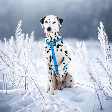 Изображение 3 - Collar Waudog Waterproof Шлея анатомическая Н-образная Блакитна