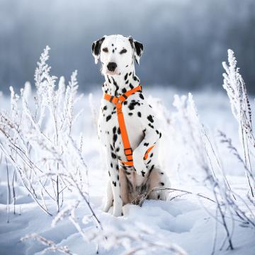 Изображение 3 - Collar Waudog Waterproof Шлея анатомическая Н-образная Помаранчева
