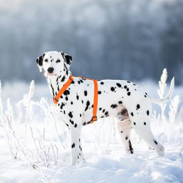 Изображение 2 - Collar Waudog Waterproof Шлея анатомическая Н-образная Помаранчева