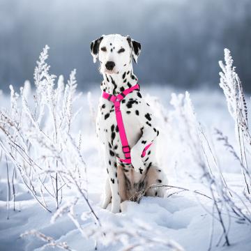 Изображение 3 - Collar Waudog Waterproof Шлея анатомическая Н-образная Розовая