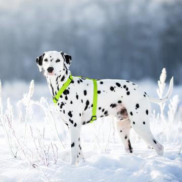 Изображение 2 - Collar Waudog Waterproof Шлея анатомическая Н-образная Салатовая