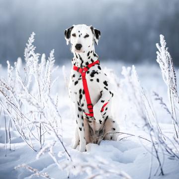 Изображение 3 - Collar Waudog Waterproof Шлея анатомическая Н-образная Красная