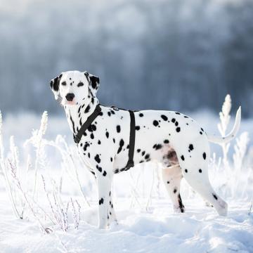Изображение 4 - Collar Waudog Waterproof Шлея анатомическая Н-образная Черная