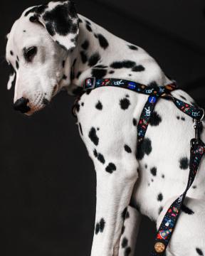 Изображение 2 - Collar WauDog Nylon NASA нейлоновая быстросъемная шлея