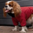 Barksi Textile Комбинезон-дождевик стеганный красный