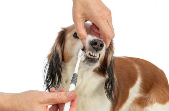 Изображение 3 - Trixie Brush Зубная щетка с 3 головками