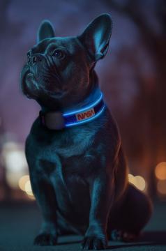 Изображение 2 - Collar WauDog Led Nasa21 ошейник с подсветкой