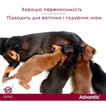 Изображение 3 - Elanco Advantix для собак более 25 кг