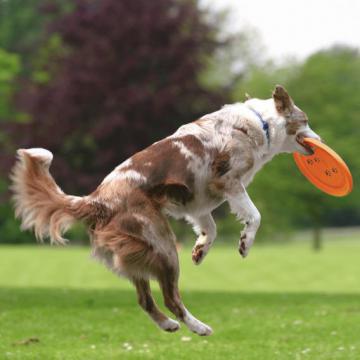 Изображение 3 - Trixie Dog Activity Летающий диск