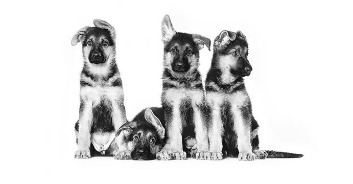 Изображение 6 - Royal Canin German Shepherd Puppy