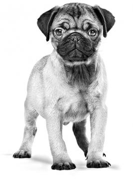 Изображение 2 - Royal Canin Pug Puppy