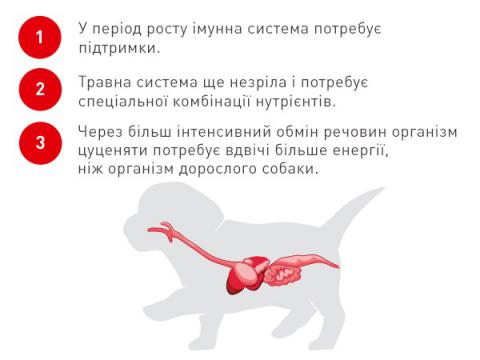 Изображение 5 - Royal Canin Giant Starter
