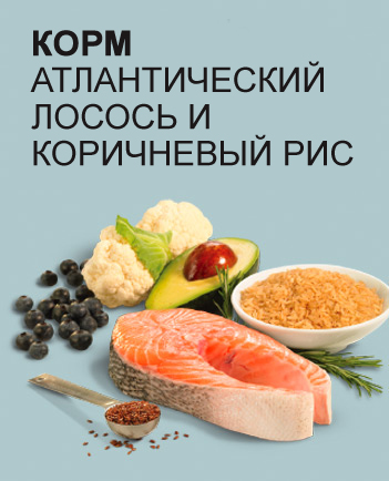 Преимущества Pronature Holistic Dog Atlantic Salmon & Brown Rice